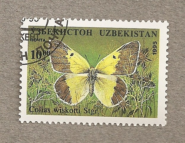 Mariposa Colias wiskotti