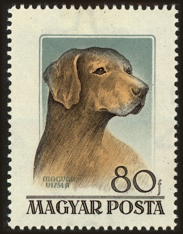 Razas de perros húngaras, Magyar Vizsla (Canis lupus familiaris)