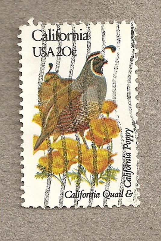 Flores y aves-California