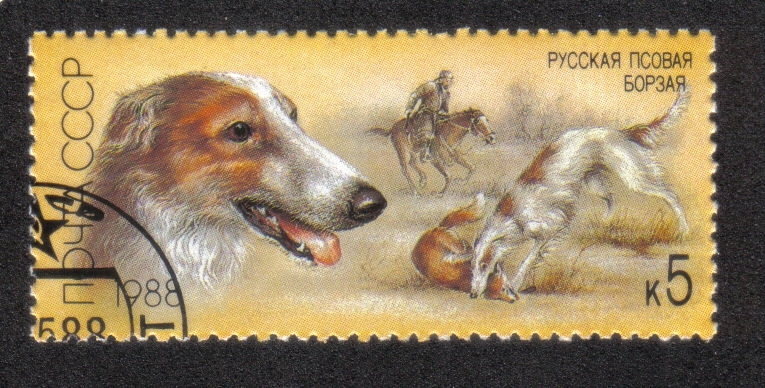 Borzoi (Canis lupus familiaris)