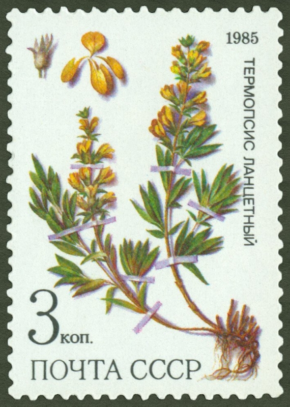 Plantas medicinales protegidas en Siberia, Thermopsis lanceolata