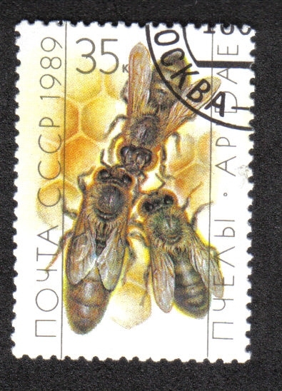 Apicultura, reina y trabajadores (Apis mellifica) en Honeycomb