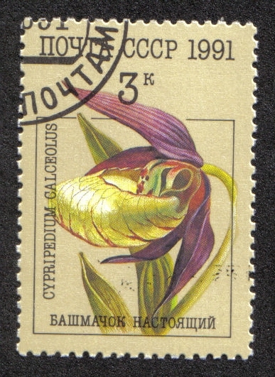 Orquídeas, Cypripedium calceolus - Orquídea zapatilla de dama