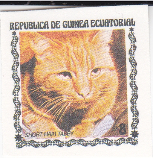 gatos de raza