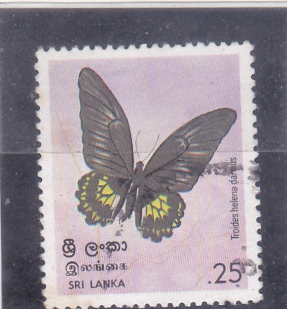 Mariposa