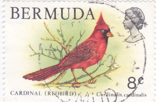 ave- cardenal