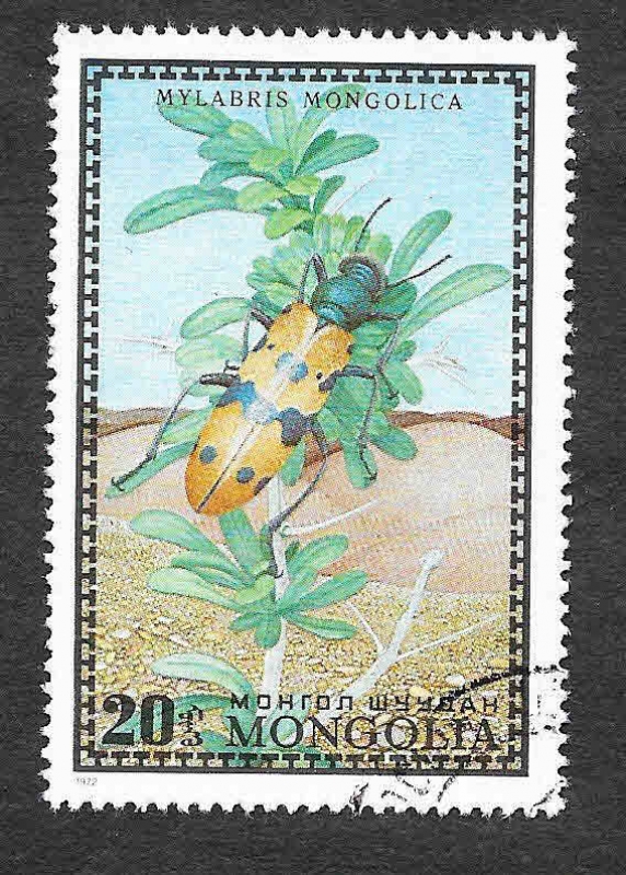 668 - Escarabajo
