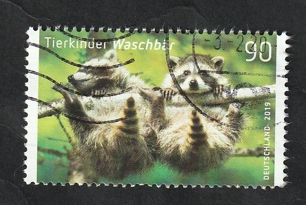3212 - Crías de mapache