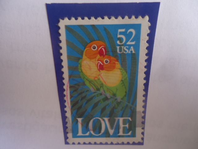 LOVE - El Pájaro de Amor de Fischer- (Agopornis fischeri)