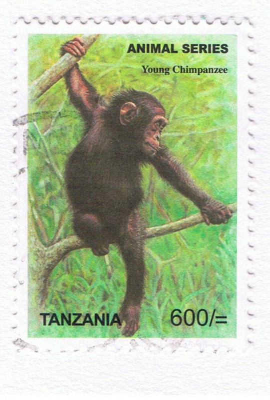 Animal Series  Chimpanzee