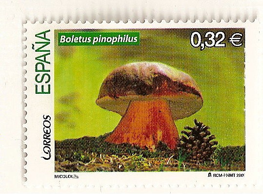 Micologia. Boletus Pinophilus.