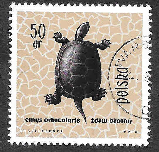 1136 - Tortuga Europea