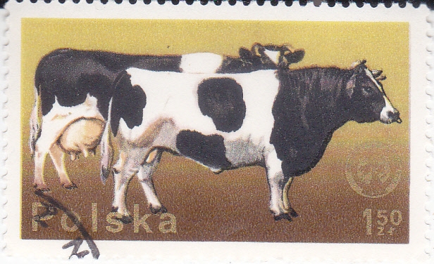 VACAS