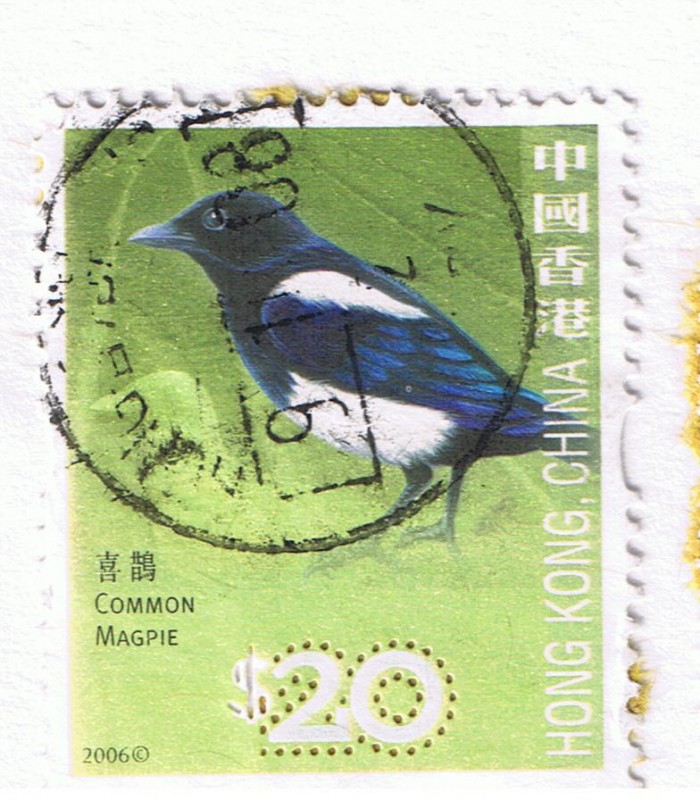 Common Magpie