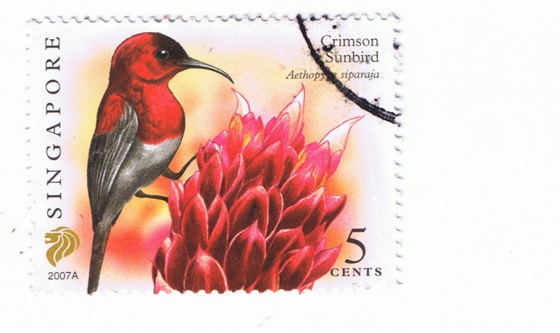 Crimson Sunbird