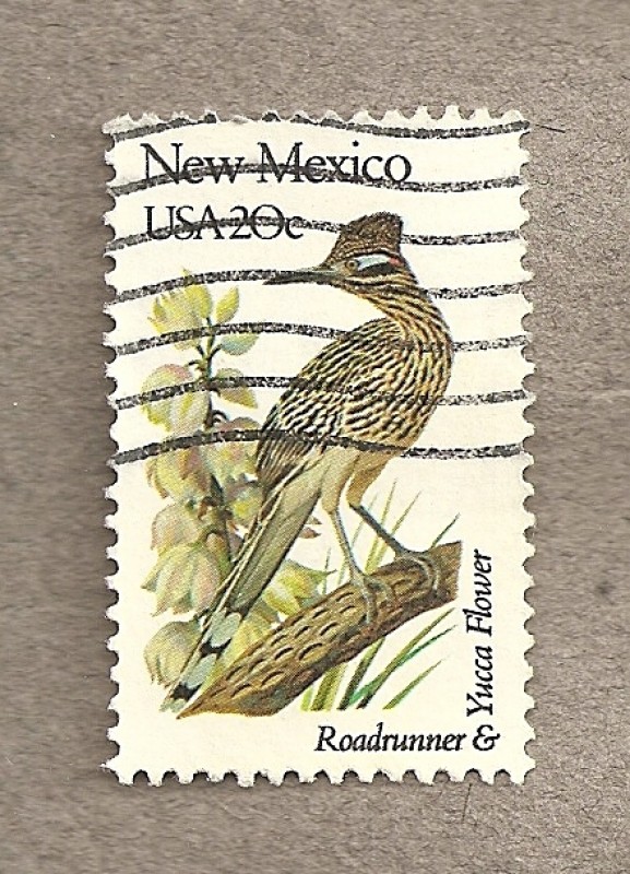 Flores y aves-New Mexico