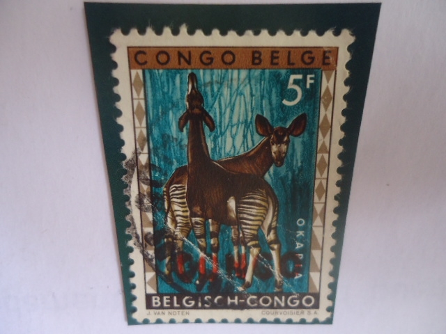 Congo Belga - Okapi (Okapia Johnstoni)-Serie:Animales-Congo Belga.