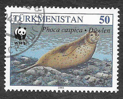 36 - Foca del Caspio