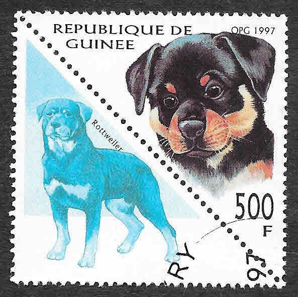 1415 - Rottweiler