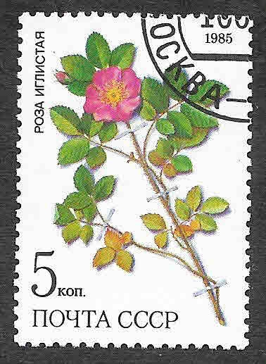 5381 - Plantas Medicinales de Siberia