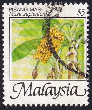 musa sapientum