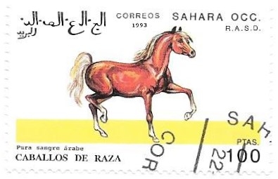 caballos