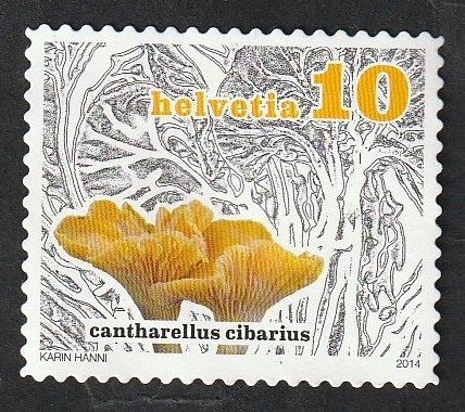 2264 - Champiñón, cantharellus cibarius