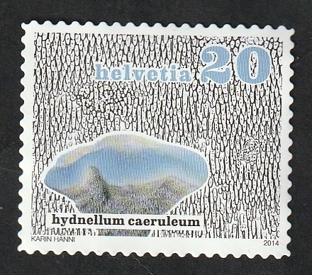 2266 - Champiñón, hydnellum caeruleum