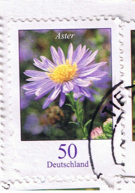 Aster