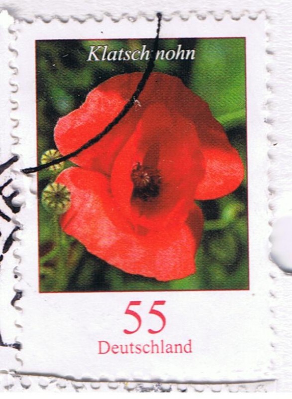 Klatschmohn