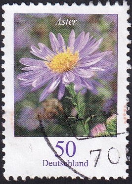 Aster norae