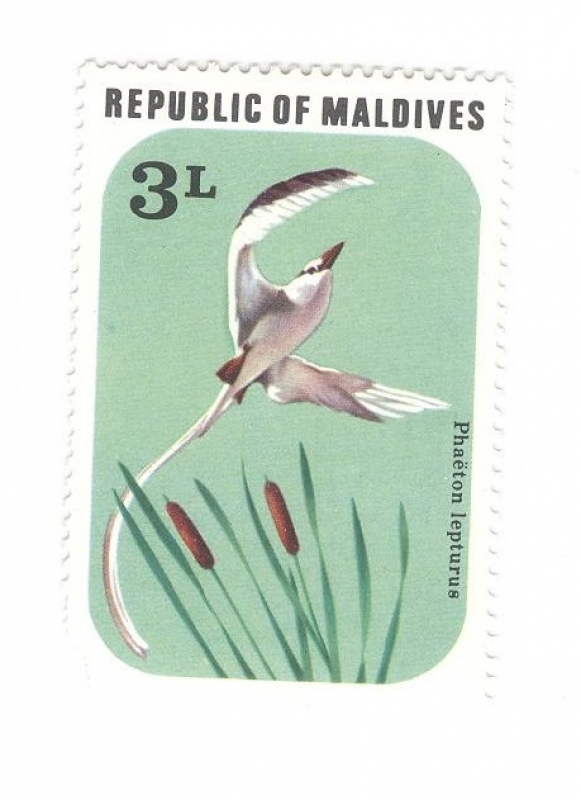 Aves. Phaeton lepturus