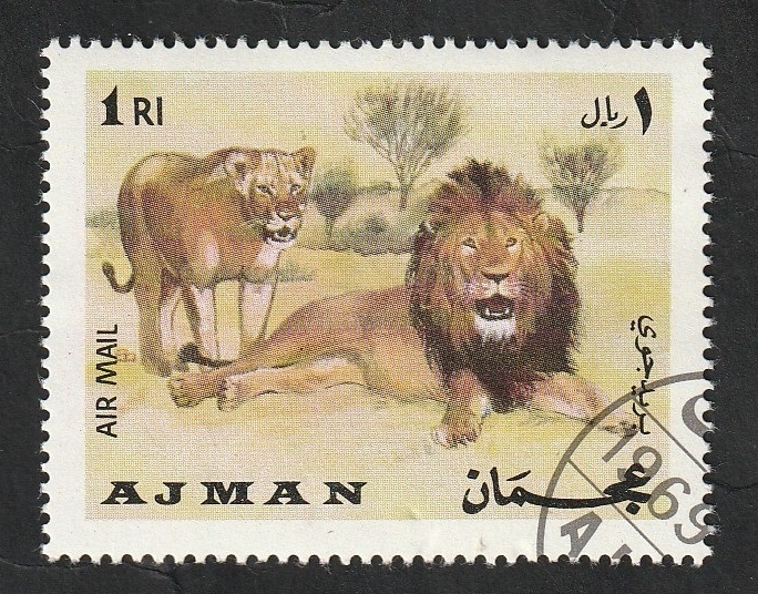 Ajman - 64 - Leones