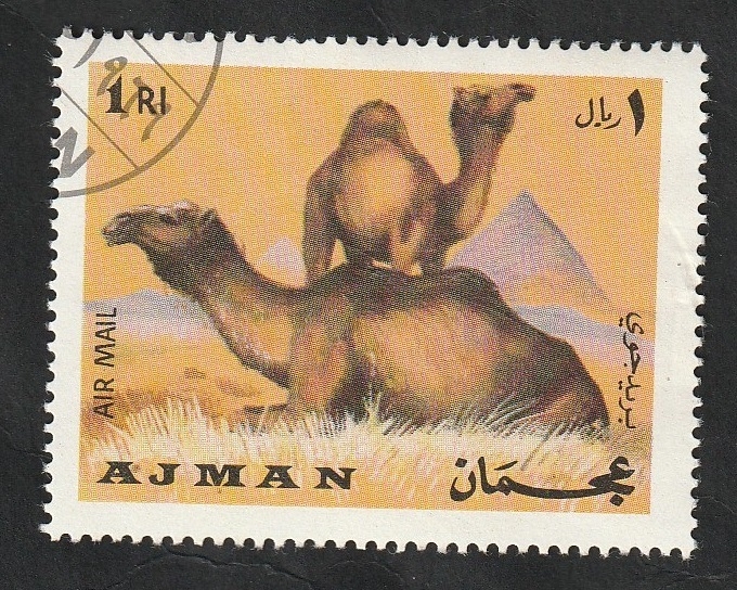 Ajman - 64 - Dromedarios