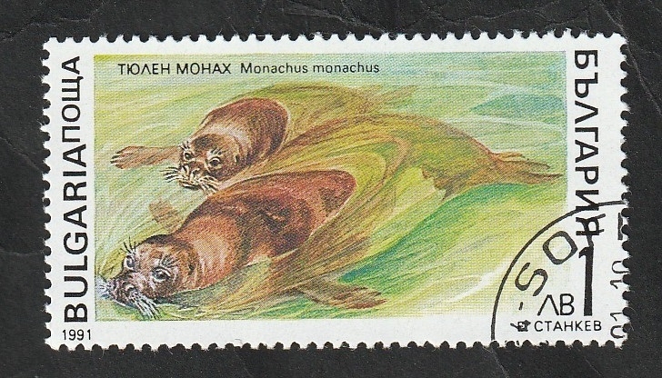 3428 - Mamífero marino, monachus monachus