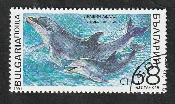 3427 - Mamífero marino, tursiops truncatus