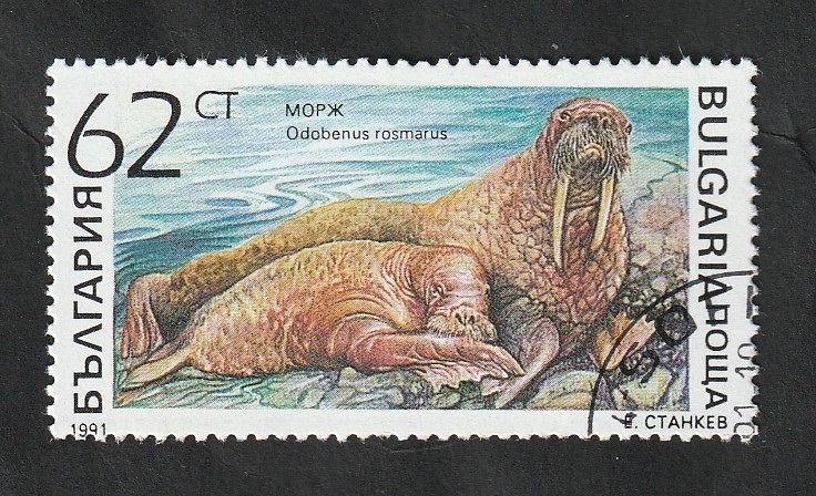 3426 - Mamífero marino, odobenus rosmarus