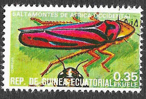 Yt115G - Saltamontes de África Occidental