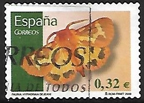 Mariposas - Hyphoraia dejeani