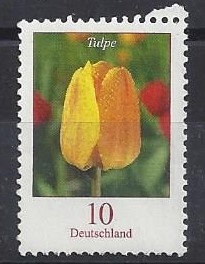 Tulipan