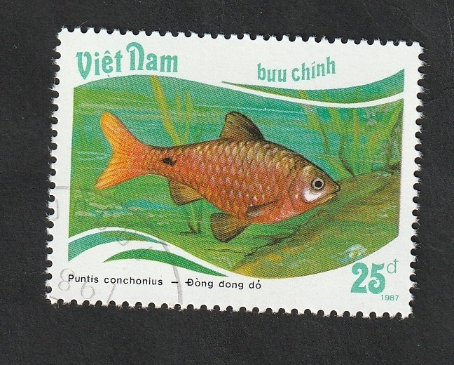 820 - Pez tropical