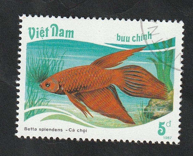 816 - Pez tropical