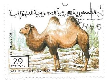 fauna