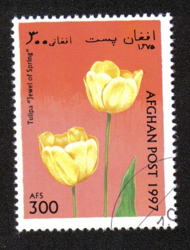 Tulipanes