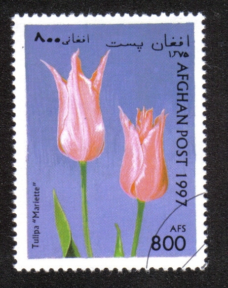 Tulipanes