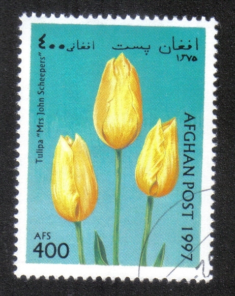 Tulipanes