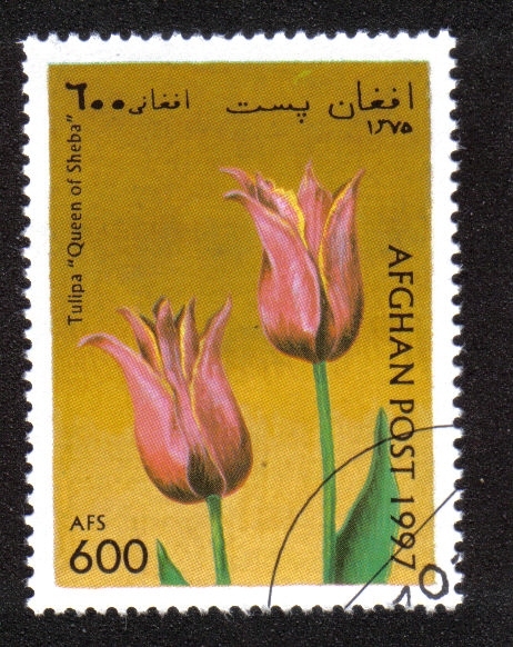 Tulipanes