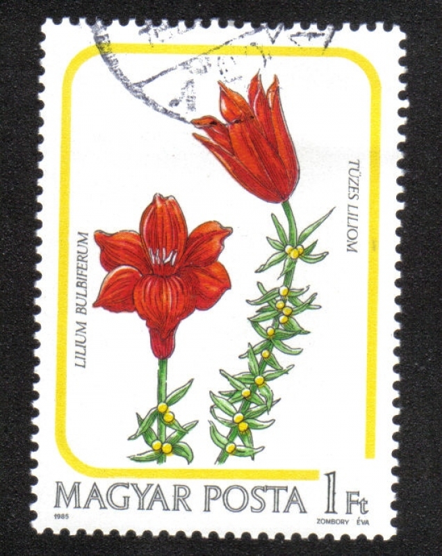 Flores, Lilium bulbiferum