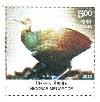 NICOBAR  MEGAPODE