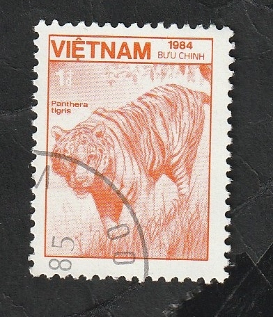 562 - Fauna, panthera tigris